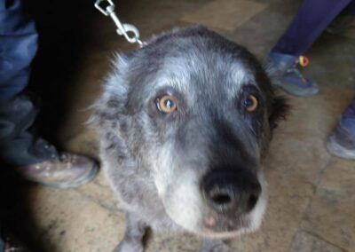 Photo of a canine chapelgoer at St Aldhelm's Head, January 20, 2024