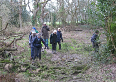 Photo of walkers negotiating slippery roots and sticky mud – Feb 28, 2024