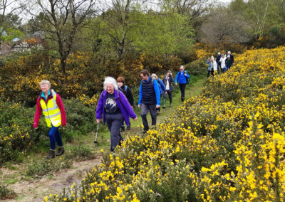 Photo of walkers surrounded by gorse at Furzebrook – April 13, 2024