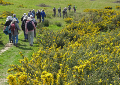 Photo of a spectacular display of gorse in bloom – March 29, 2025