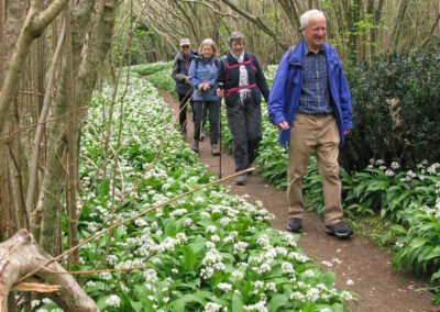 Photo of walkers passing swaths of ramsons (wild garlic) in Studland Wood near Old Harry – April 26, 2025