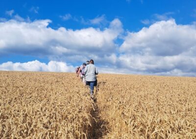 Photo of walkers in field of ripening crops – July 30, 2025