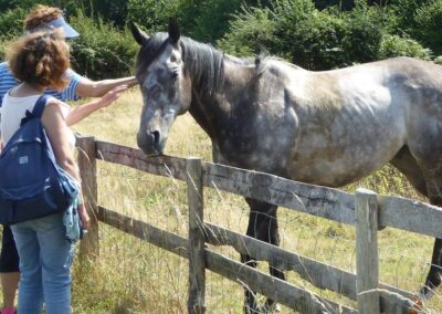 Photo of two walkers and a horse – August 6, 2025