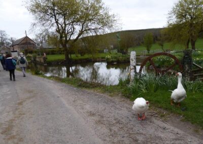 Photo of walkers at a pond in East Creech – April 1, 2026