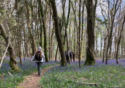 Photo of walkers in bluebell woods near Whitsbury – April 11, 2026