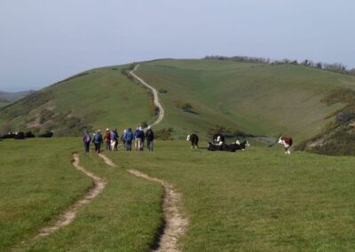 Photo of walkers approaching Ridgeway Hill through a herd of cows – April 22, 2026