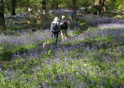Photo of walkers among the bluebells in Kimberley Wood – April 25, 2026