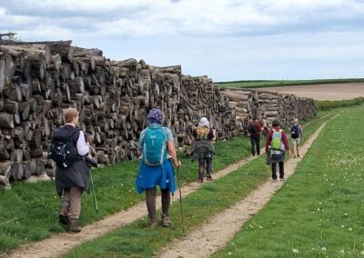 Photo of walkers passing piles of logs on Hampton Hill – May 6, 2026