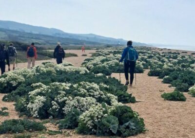 Photo of walkers among the sea kale along Cogden beach – May 9, 2026